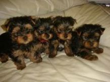 Cute and adorable Teacup Yorkie puppies free adoption