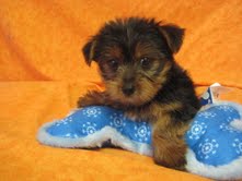 Lovely Yorkie puppies for adoption.