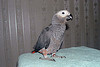 AFRICAN GRAY PARROT