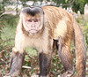 capuchin monkey for adoption