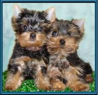 adorable yorkeshires puppies