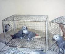 grey parrots