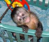 adorable young capuchins for adoptions