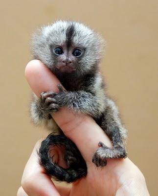 Baby mamoset monkeys