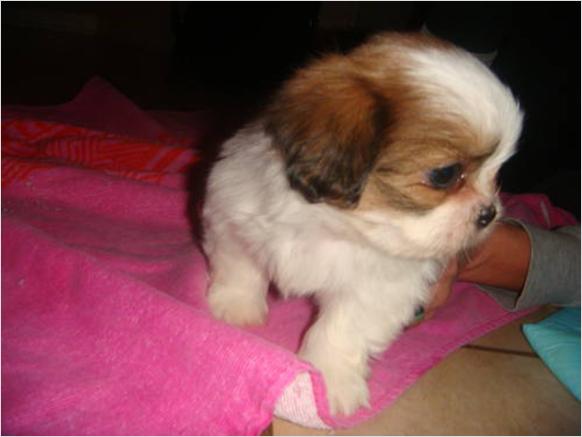 Sweet Shih Tzu puppy