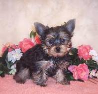 lovely and playful tea cup yorkie puppy now available for free adoption