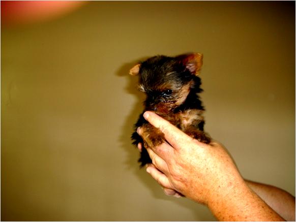 Yorkshire Terrier Tea Cup 12 weeks old female ( Lily )