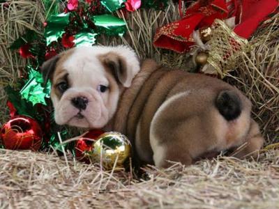 Healthy English Bulldog Puppies for Adoption