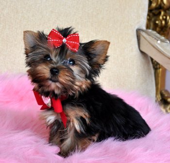 Loving Yorkie Puppies For Adoption