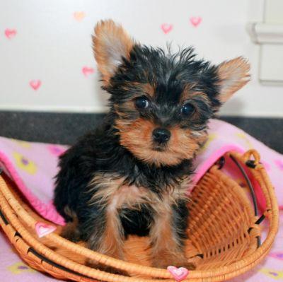 Cute And Adorable Male And Female Teacup Yorkie Puppies For Adoption.(