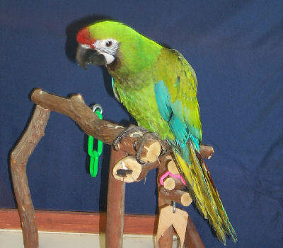 Macaw parrot for sale