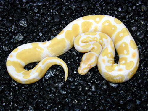 Albino and piebald ball pythons for sale