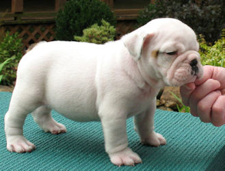 Healthy English Bulldog Puppies For Adoption Contact Via (lizipalm@yahoo.com)