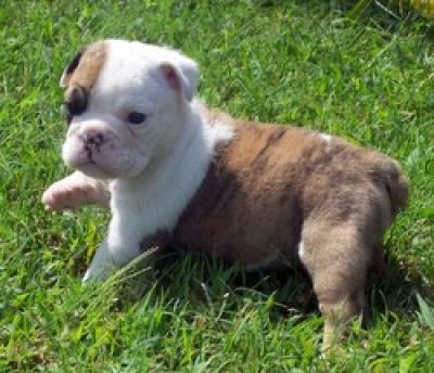 Healthy English Bulldog Puppies for Adoption