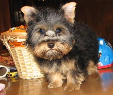 Lovely Charming  Yorkshire Terrier for re homing