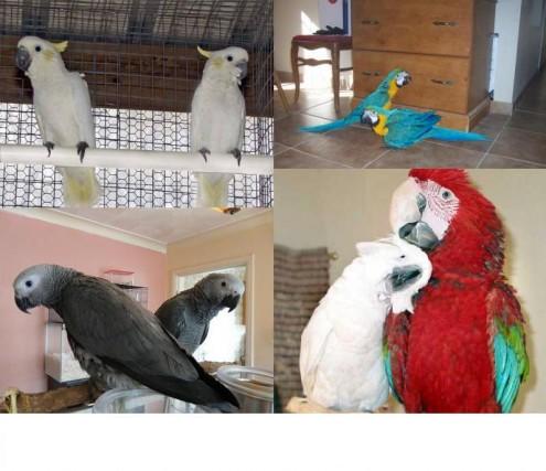 Both Male And Female Hand Raised Parrots For Sale