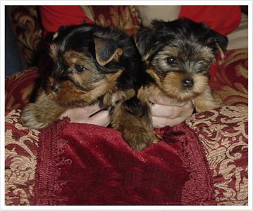 Adorable Male And Female yorkies  Puppies Ready For A New Home.