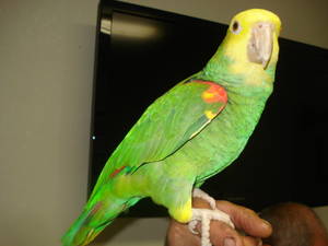 Lovely AMazon Parrots For Sale.