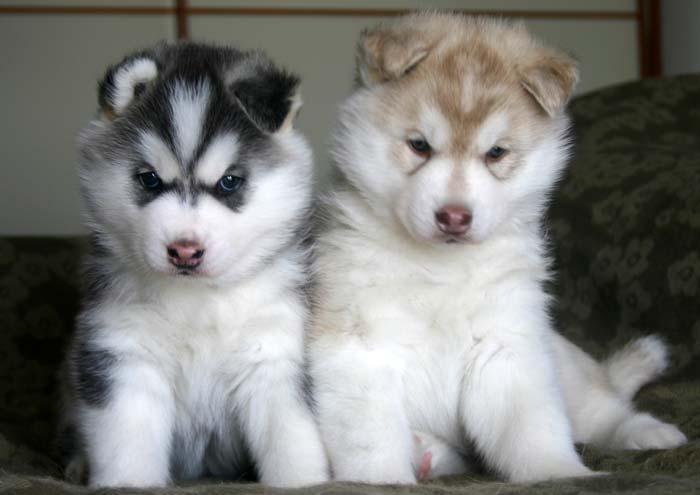 siberian husky puppies for gift