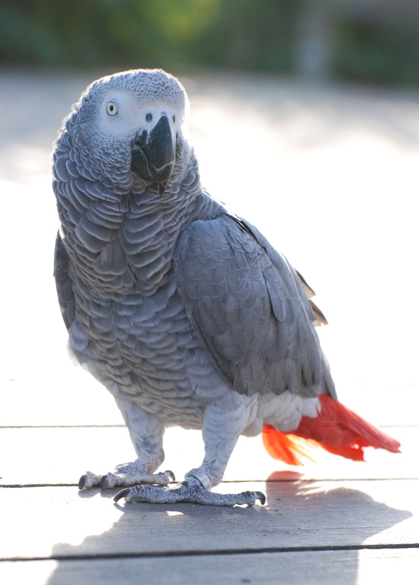 african gray parrot for adoption