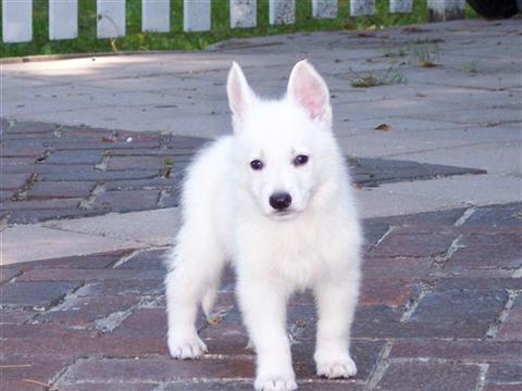 white german shepherd puppy