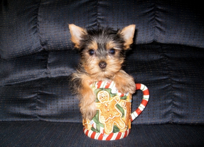 tea cup yorkie puppies for  re homing