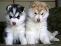 siberian husky puppies for  re homing