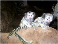 MARMOSET MONKEYS USDA CERTIFIED