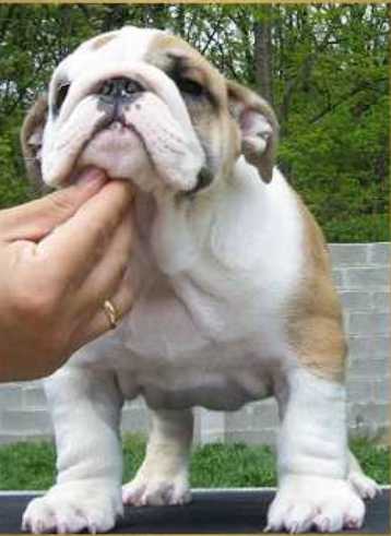 Home raised baby English bulldog up for adoption