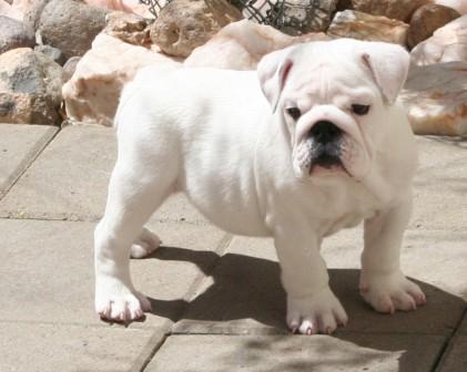 English bulldog puppies for free adoption