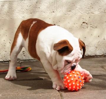 Nice looking male and female English bulldog puppies