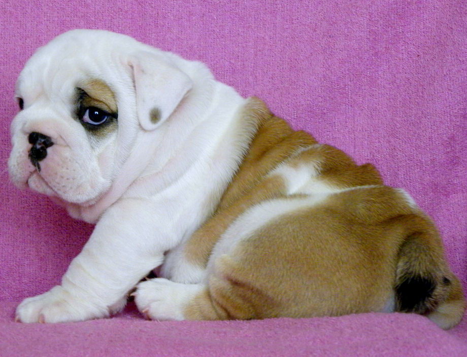 English Bulldog Puppies For Free Adoption