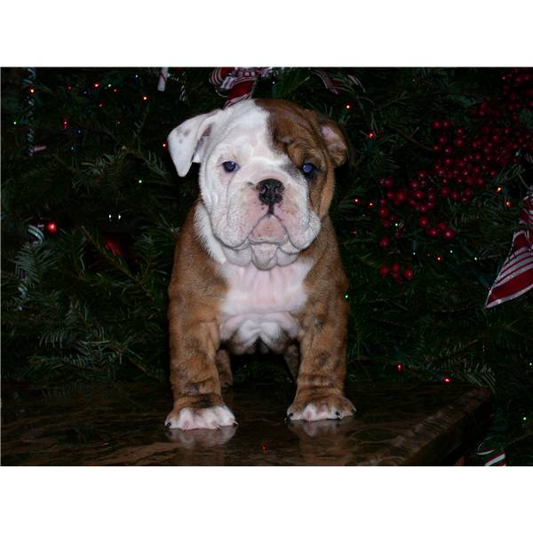 Cute English bulldog for Adoption