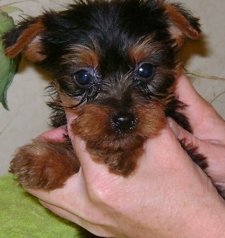 Look At T-Cup Yorkie Puppies Seeking A New Home