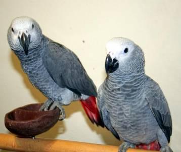 Two talking african gray parrots for free adoption