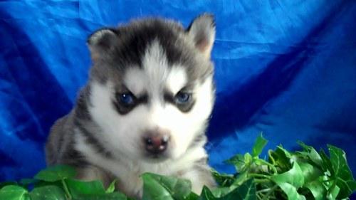 Female Siberian Husky puppy For Adoption,