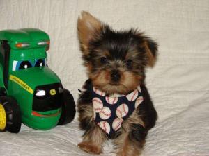 Cute And Charming Yorkie Puppies For Adoption