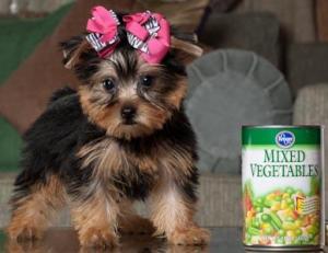 Two female Teacup yorkie puppies for adoption