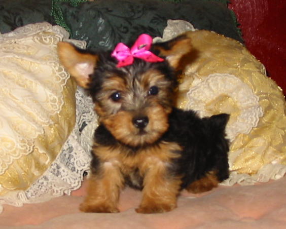 Afectionate TeaCup Yorkie  Puppies For  Adoption {$200}