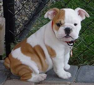 English Bulldog Puppies For Re-homing