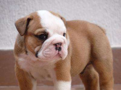 English bulldog puppies for adoption