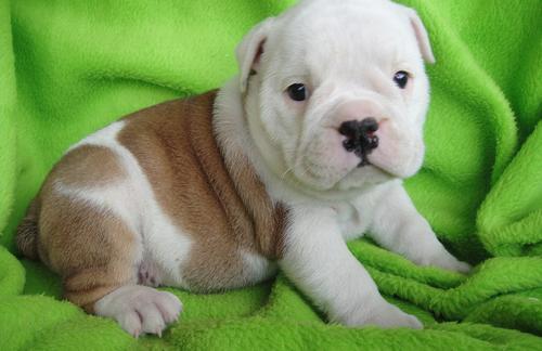 English Bulldog Puppies