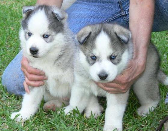gorgeous siberian husky puppies for adoption