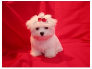 Adorable Baby Face Maltese Puppies For Adoption