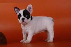 Cute French Bulldog Puppies for Adoption