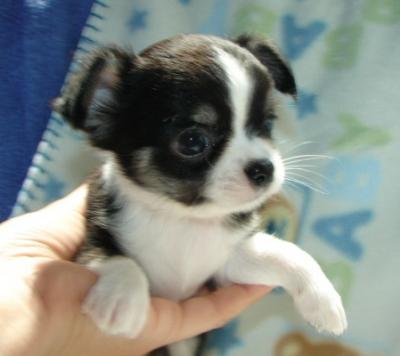 cute charming chihuahua puppies free for adoption.