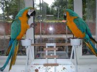 fertile parrot eggs and parrots for adoption