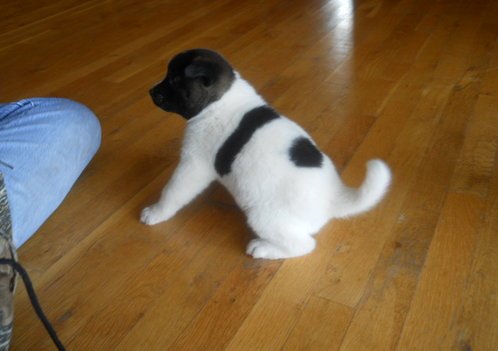 Gorgeous Akita Puppies