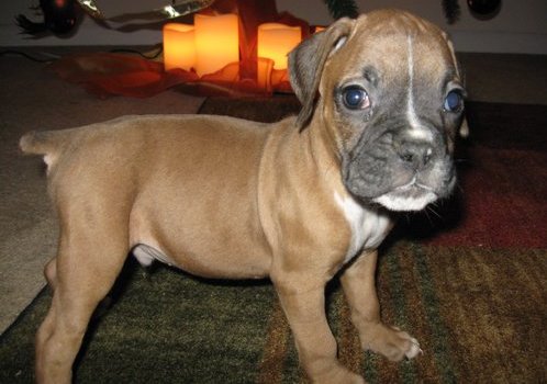 Fawn Boxer Puppys Need A Lovely Home