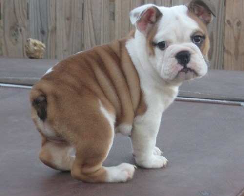 Full Of Wrinkle English Bulldogs Available